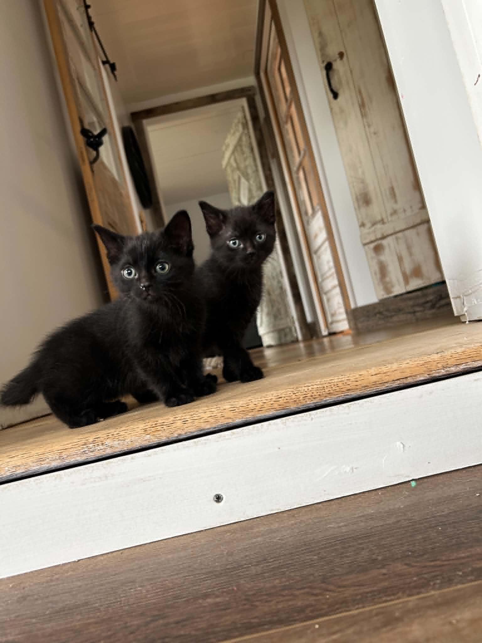 Enlarge Cafe, an adopted Domestic Short Hair in Wakefield, QC image 5/5