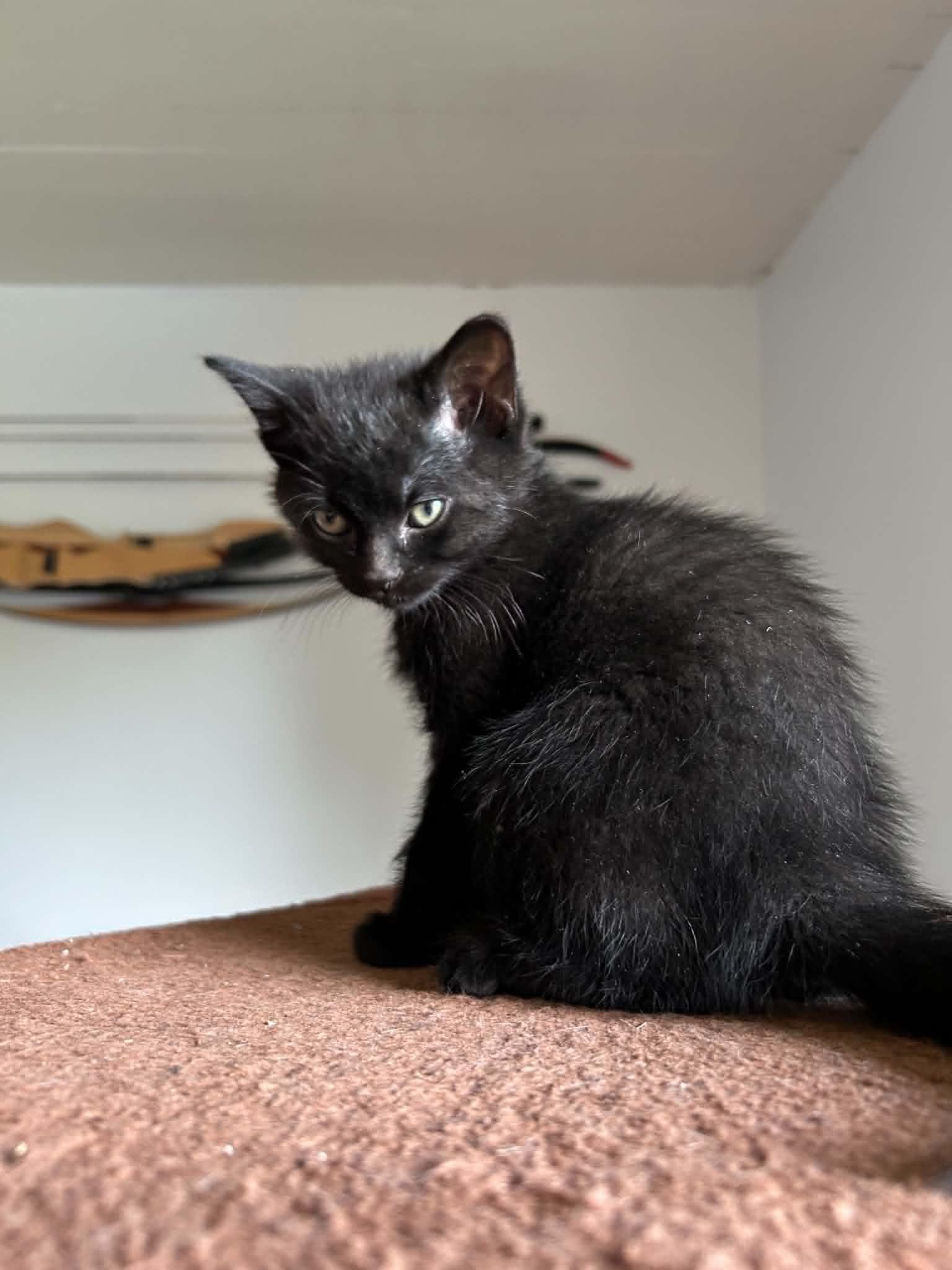 Cafe, adopted, Kitten Female Domestic Short Hair.