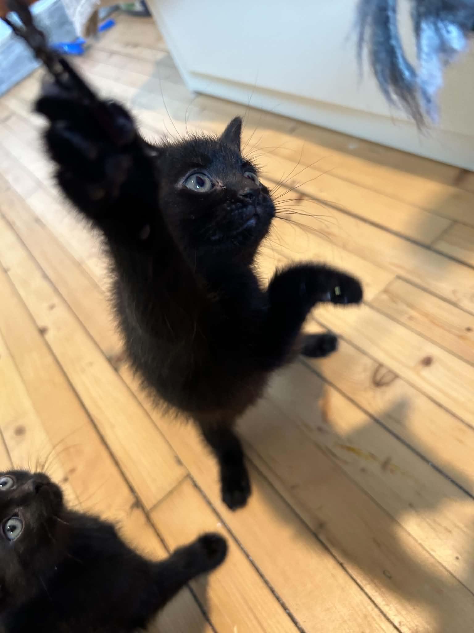 Enlarge Cafe, an adopted Domestic Short Hair in Wakefield, QC image 2/5