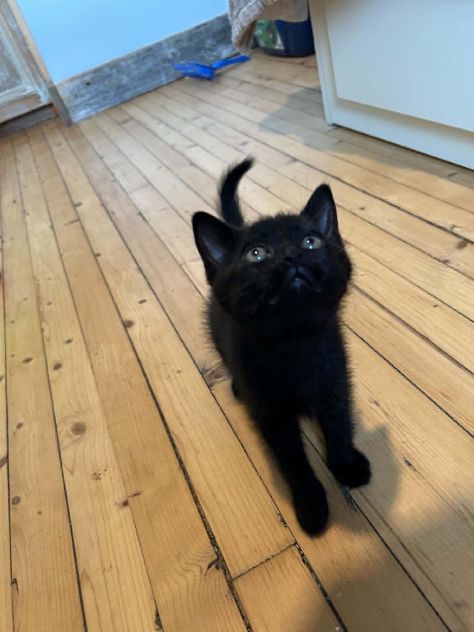 Enlarge Cafe, an adopted Domestic Short Hair in Wakefield, QC image 3/5