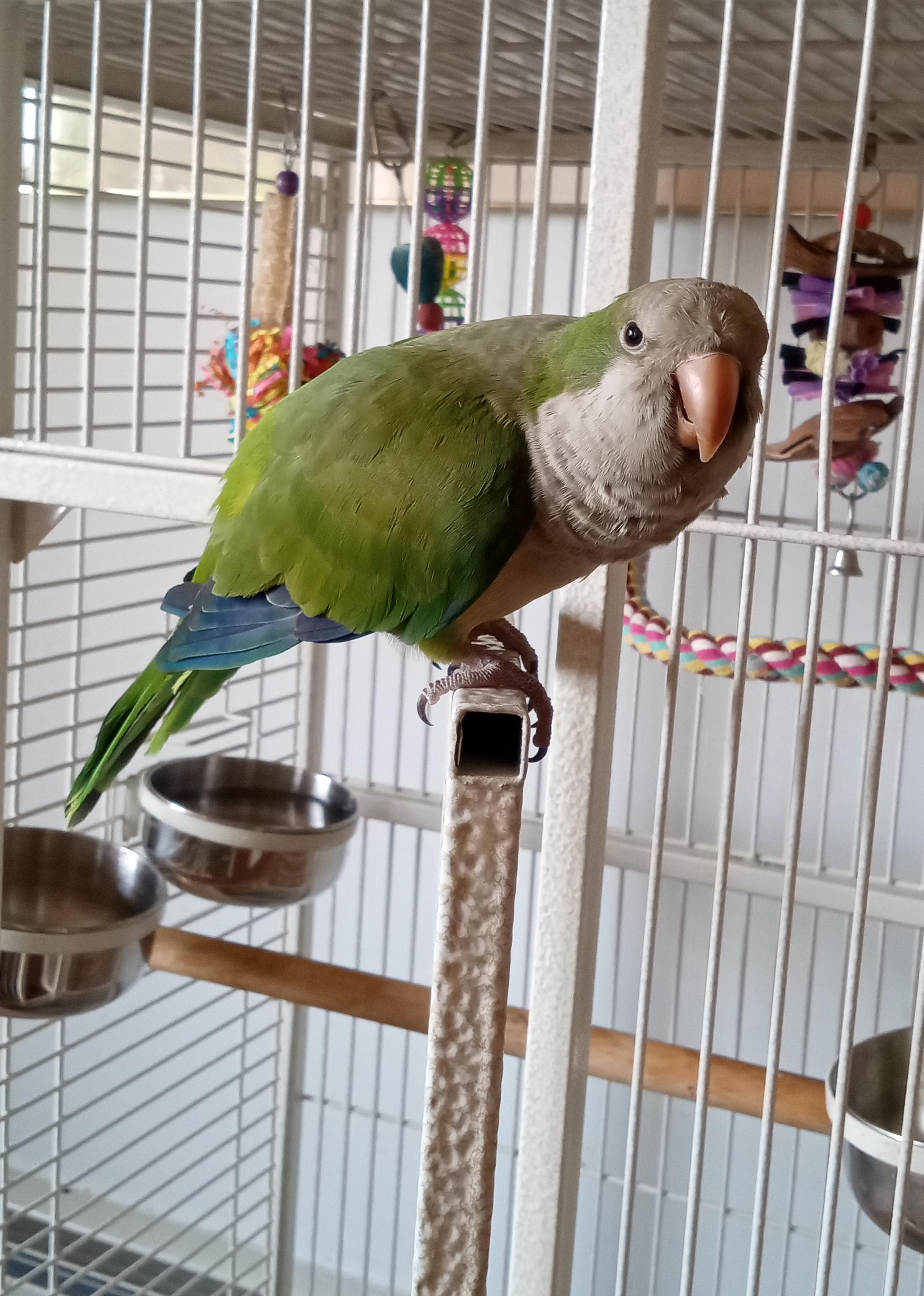 Enlarge Archie, a Adopted Quaker Parakeet in Salt Lake City, UT image 1/1