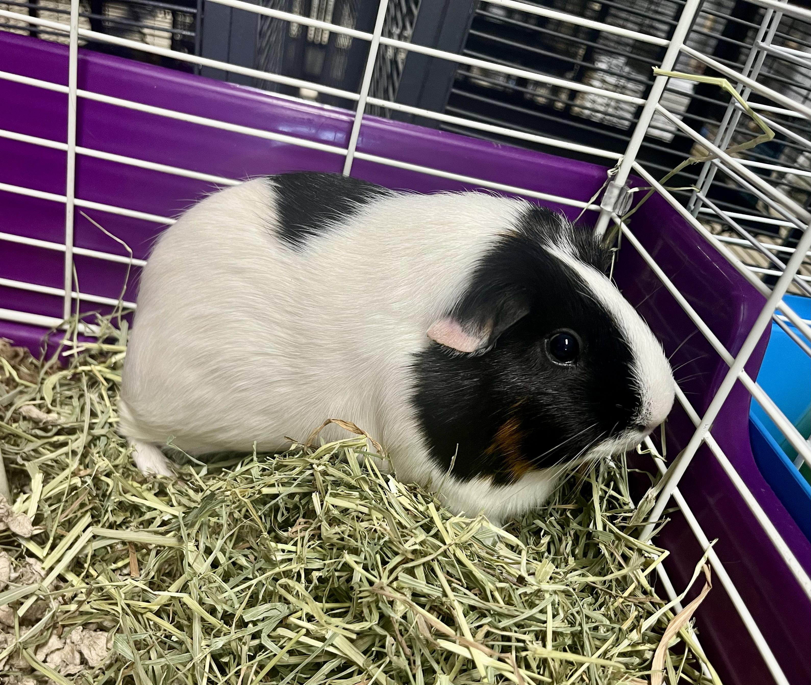 Enlarge Cookie, an adopted Guinea Pig in Seville, OH image 1/1