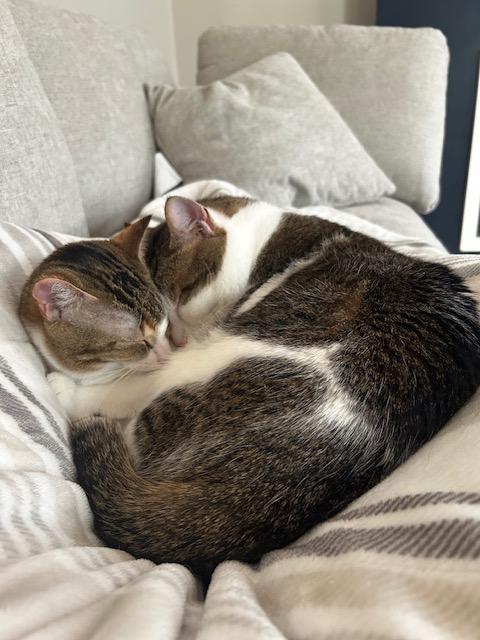 Sunny, a Adoptable Domestic Short Hair in Washington Grove, MD image 1/4