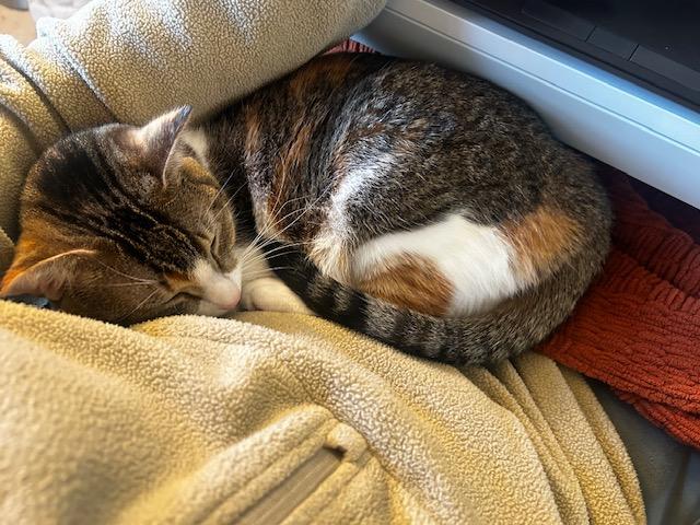 Sunny, a Adoptable Domestic Short Hair in Washington Grove, MD image 2/4