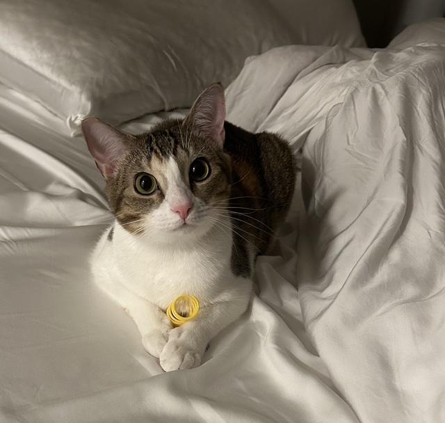 Sunny, a Adoptable Domestic Short Hair in Washington Grove, MD image 3/4