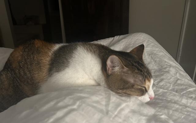 Sunny, a Adoptable Domestic Short Hair in Washington Grove, MD image 4/4