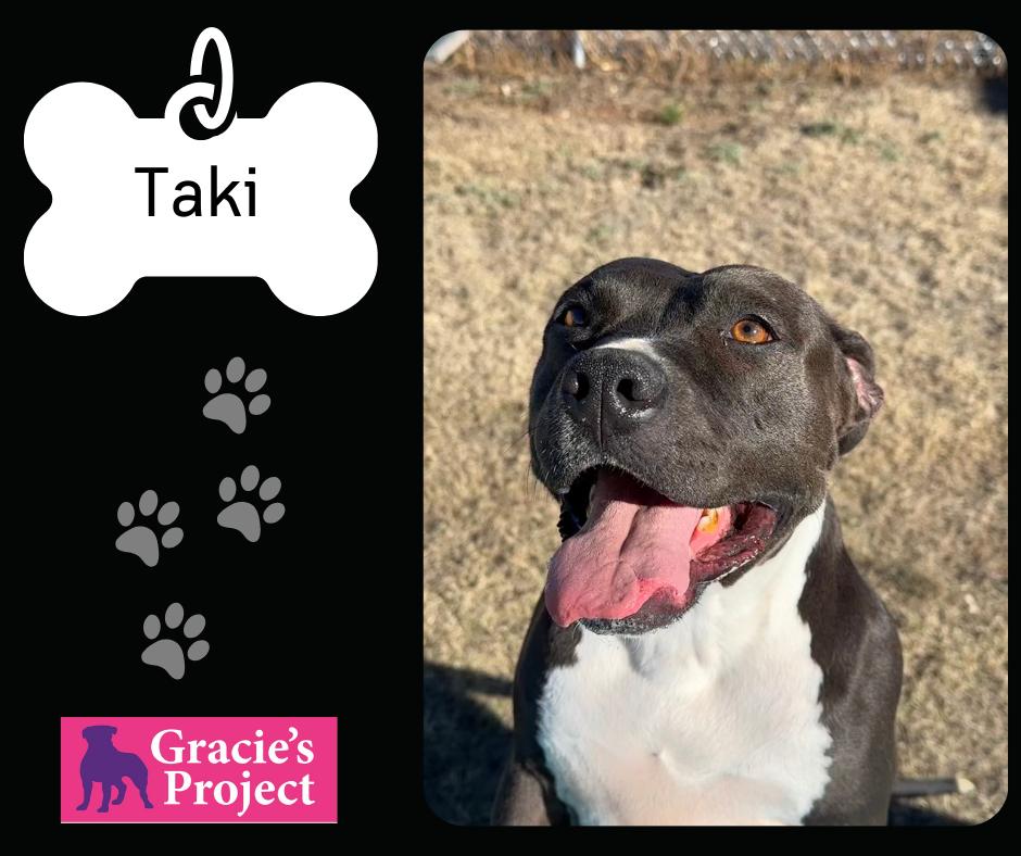 Taki, an adoptable Mixed Breed in Columbus, OH_image-1