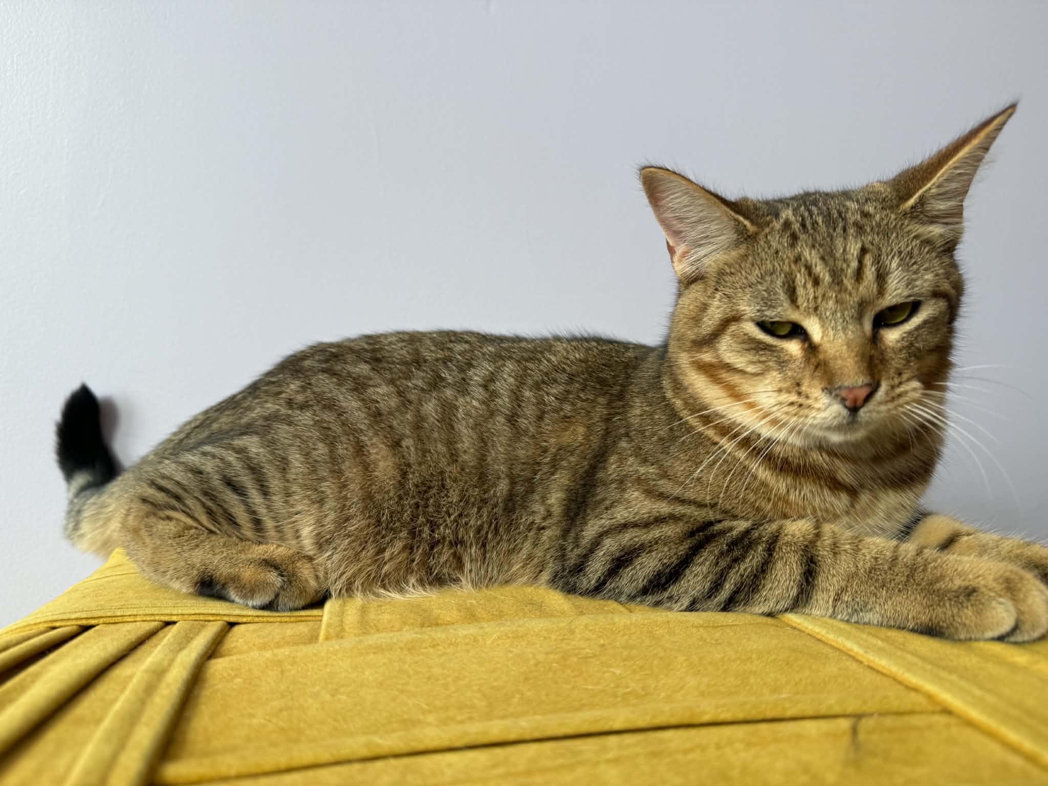 Enlarge Alexander (cat Cafe), a Adoptable Tiger in West Lafayette, IN image 4/5