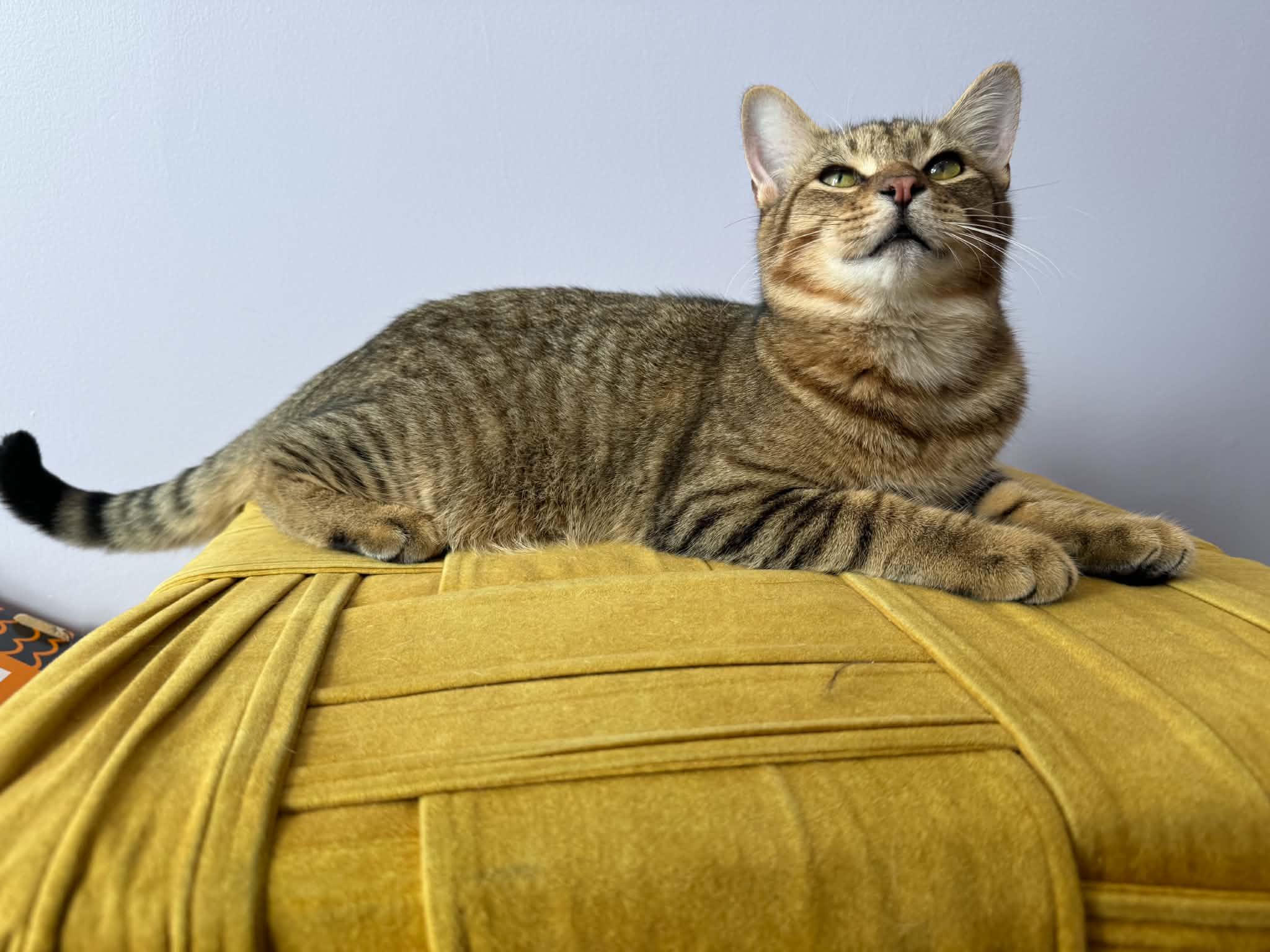 Enlarge Alexander (cat Cafe), a Adoptable Tiger in West Lafayette, IN image 5/5