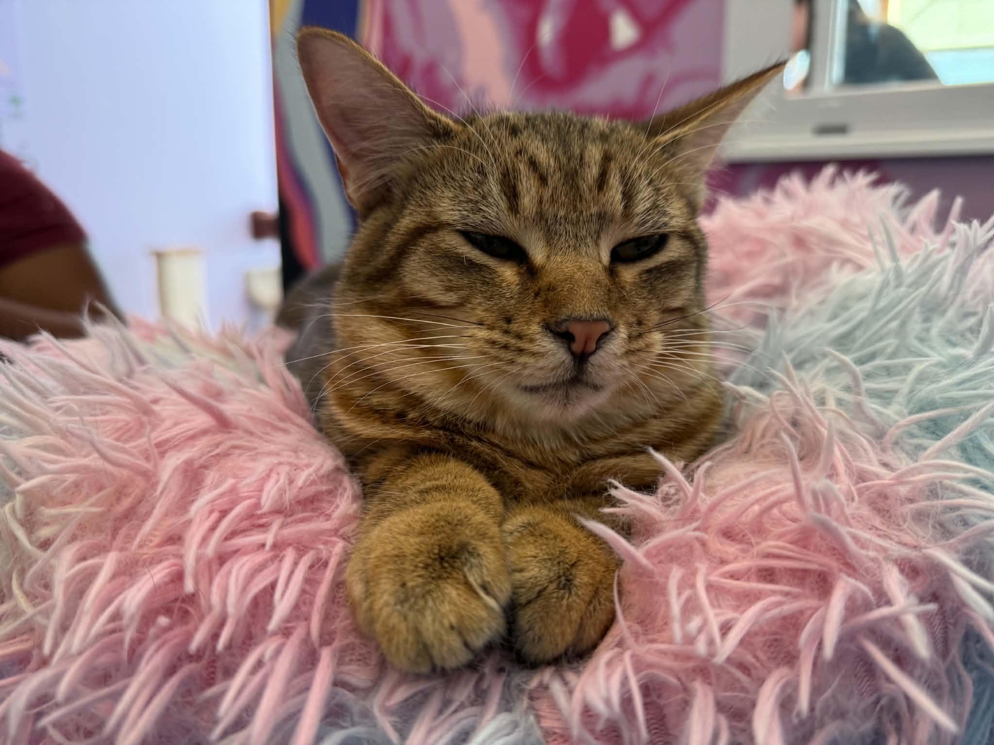 Enlarge Alexander (cat Cafe), a Adoptable Tiger in West Lafayette, IN image 3/5