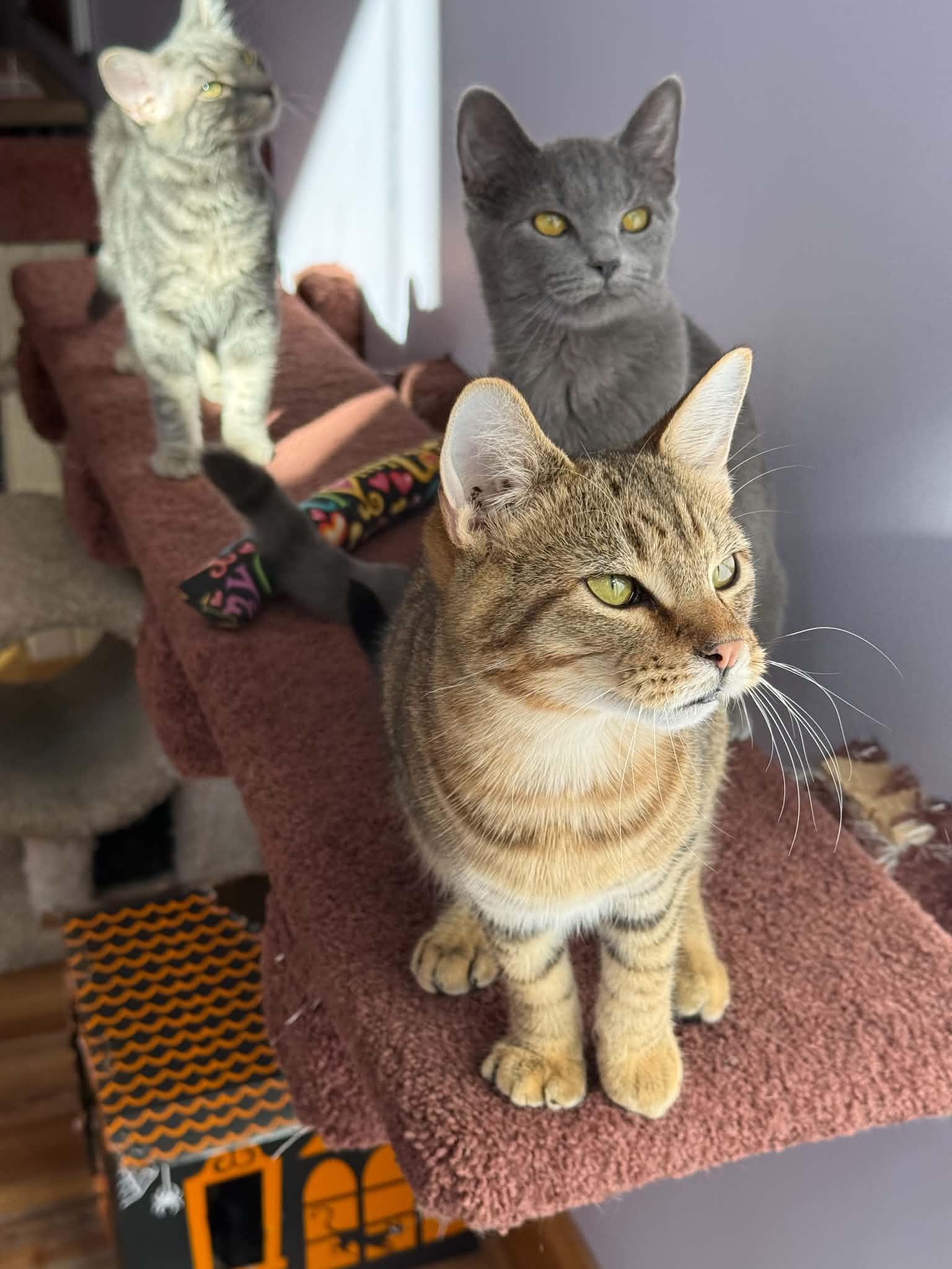 Enlarge Alexander (cat Cafe), a Adoptable Tiger in West Lafayette, IN image 1/5