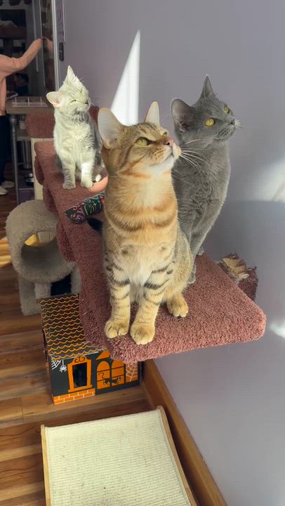 Enlarge Alexander (cat Cafe), a Adoptable Tiger in West Lafayette, IN video 2/5