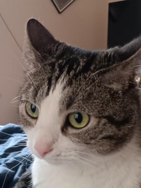 Stormy, a Adoptable Domestic Short Hair in Easley, SC image 1/3