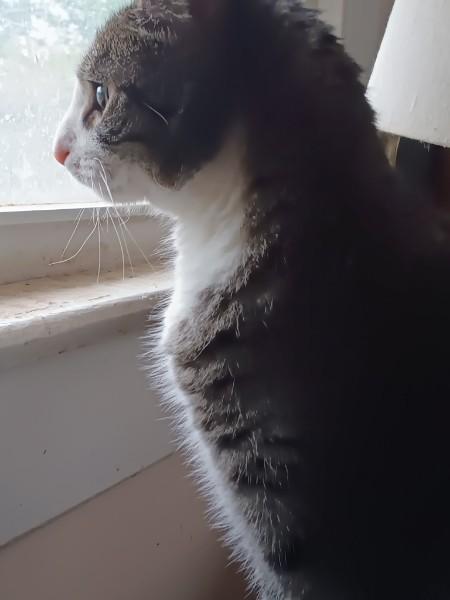 Stormy, a Adoptable Domestic Short Hair in Easley, SC image 2/3