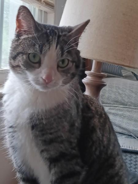 Stormy, a Adoptable Domestic Short Hair in Easley, SC image 3/3