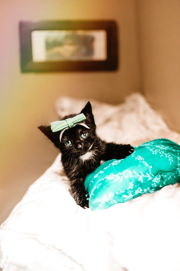 Cou, a Adopted mixed breed in Mooresville, NC image 1/2