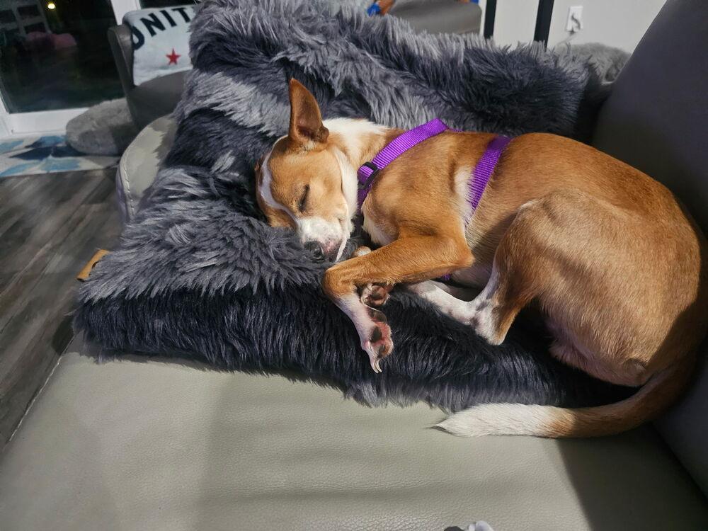 Enlarge Scooter, a Adoptable mixed breed in Orlando, FL image 2/4