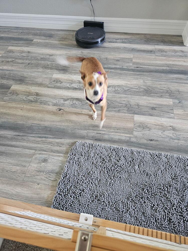 Enlarge Scooter, a Adoptable mixed breed in Orlando, FL image 3/4