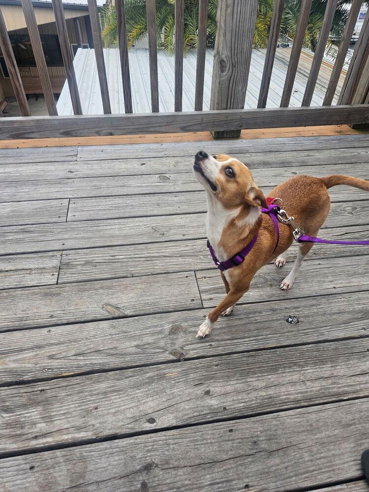 Enlarge Scooter, a Adoptable mixed breed in Orlando, FL image 4/4