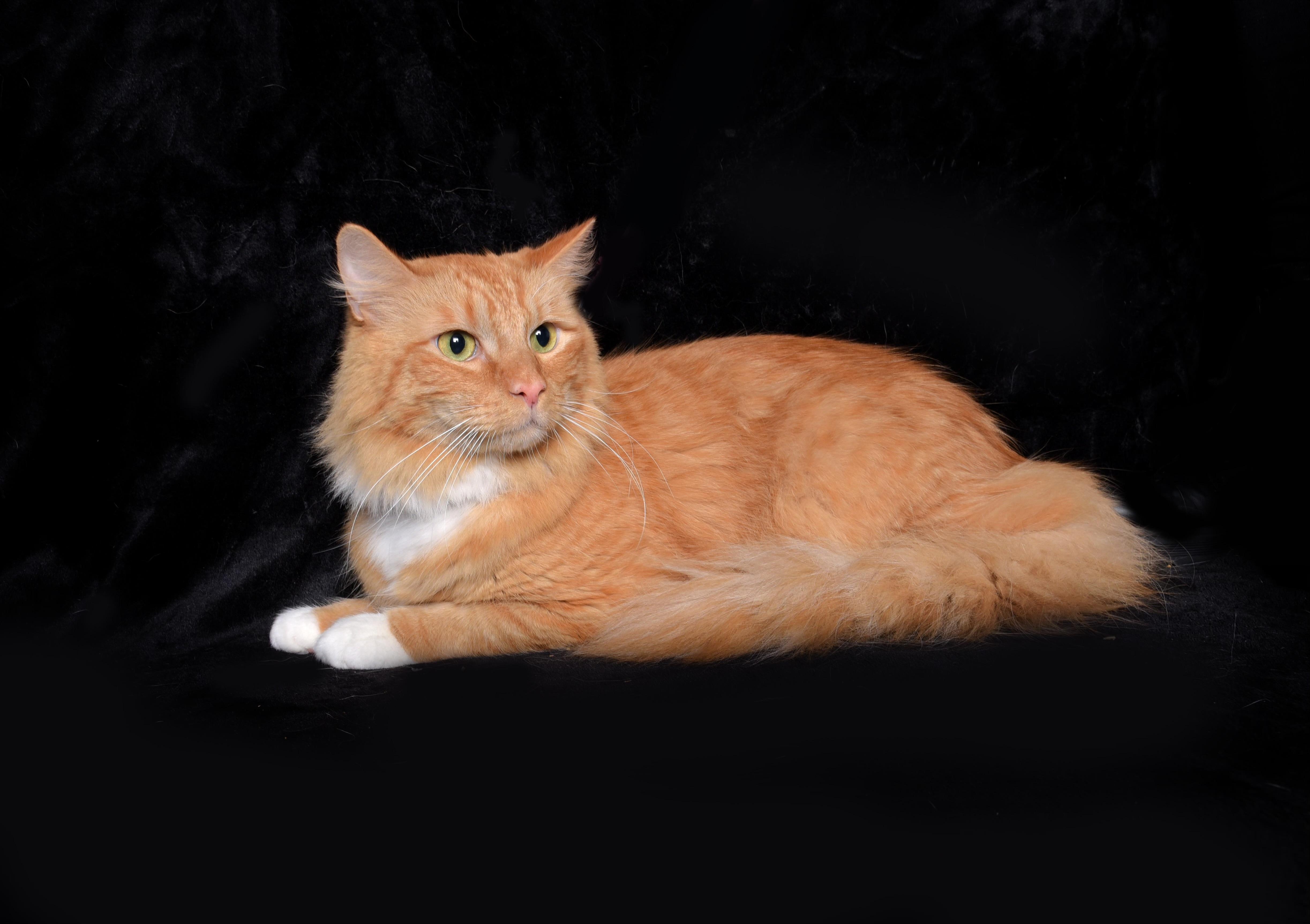 Kitty, a ADOPTABLE Domestic Short Hair in Van Nuys, CA image 2/3