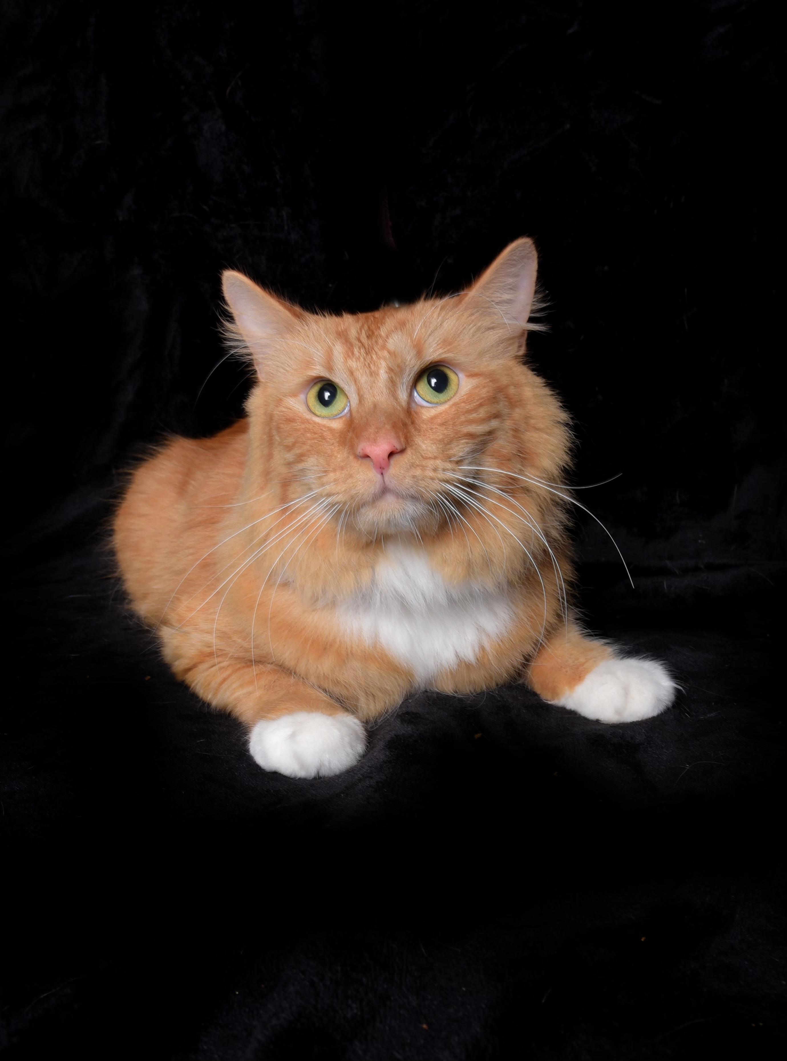 Kitty, ADOPTABLE, Young Male Domestic Short Hair.
