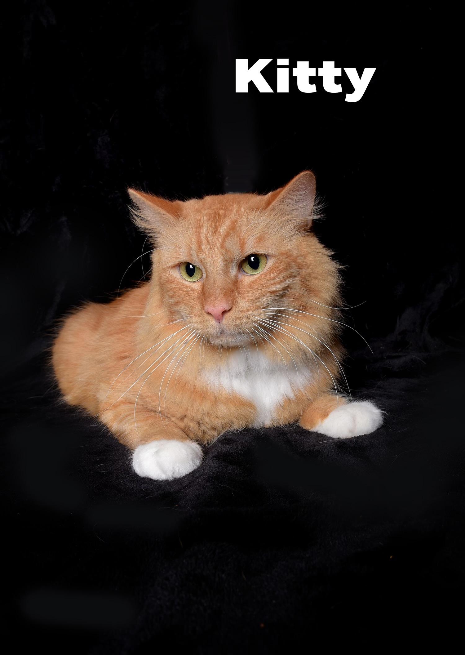 Kitty, a ADOPTABLE Domestic Short Hair in Van Nuys, CA image 3/3