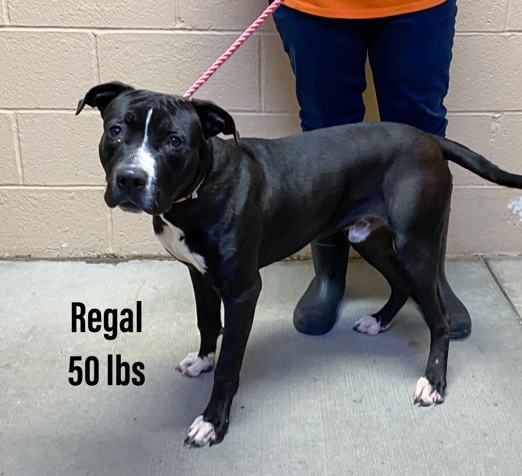 Regal, Adoptable, Young Male Staffordshire Bull Terrier.