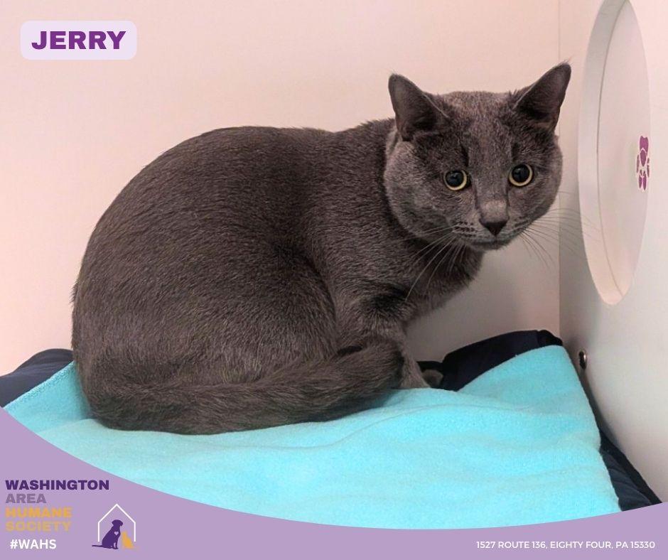 Enlarge Jerry, an adopted mixed breed in Eighty Four, PA image 1/2