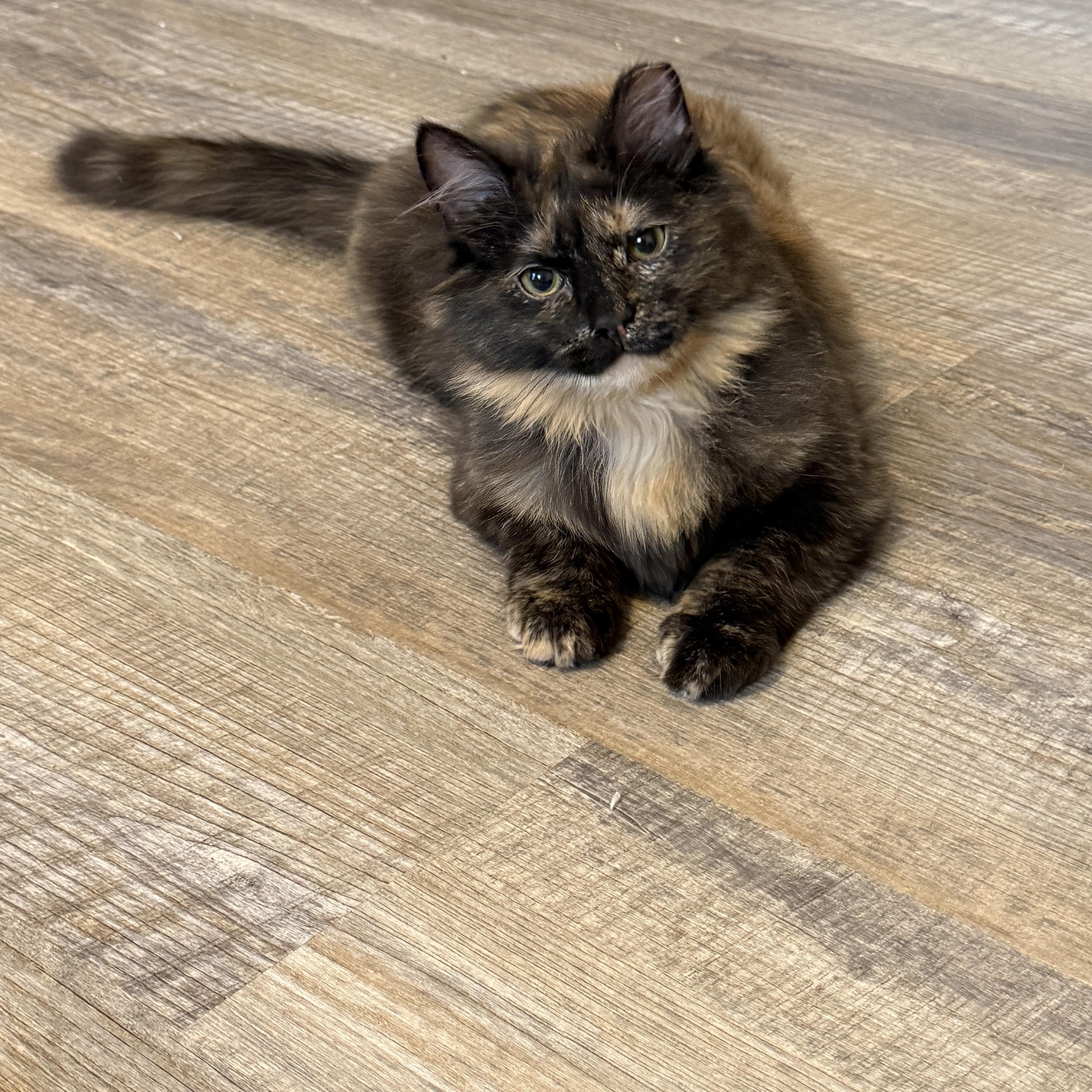 Enlarge Olivia, a ADOPTABLE Domestic Medium Hair in Leesburg, VA image 1/5