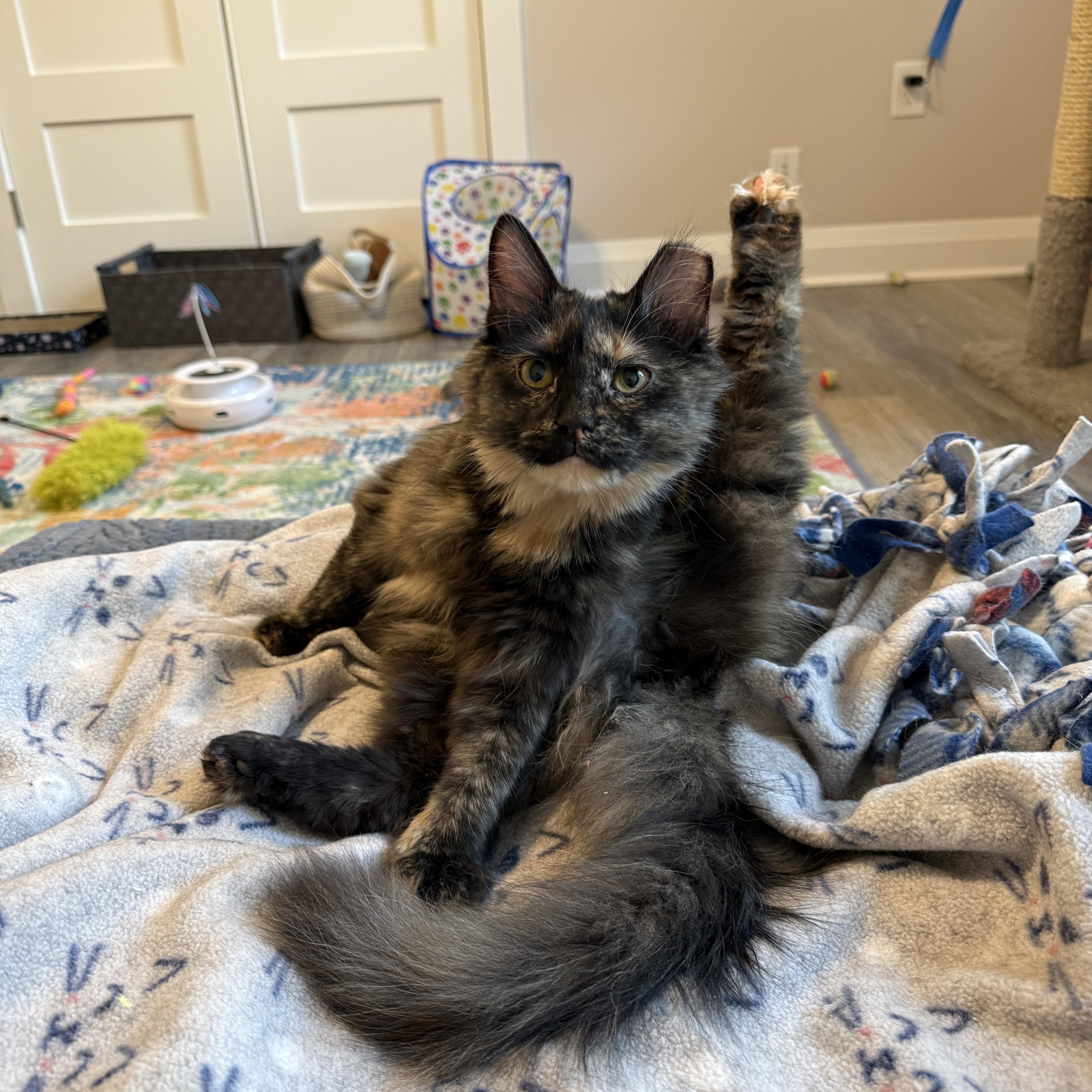 Olivia, a ADOPTABLE Domestic Medium Hair in Leesburg, VA image 6/6