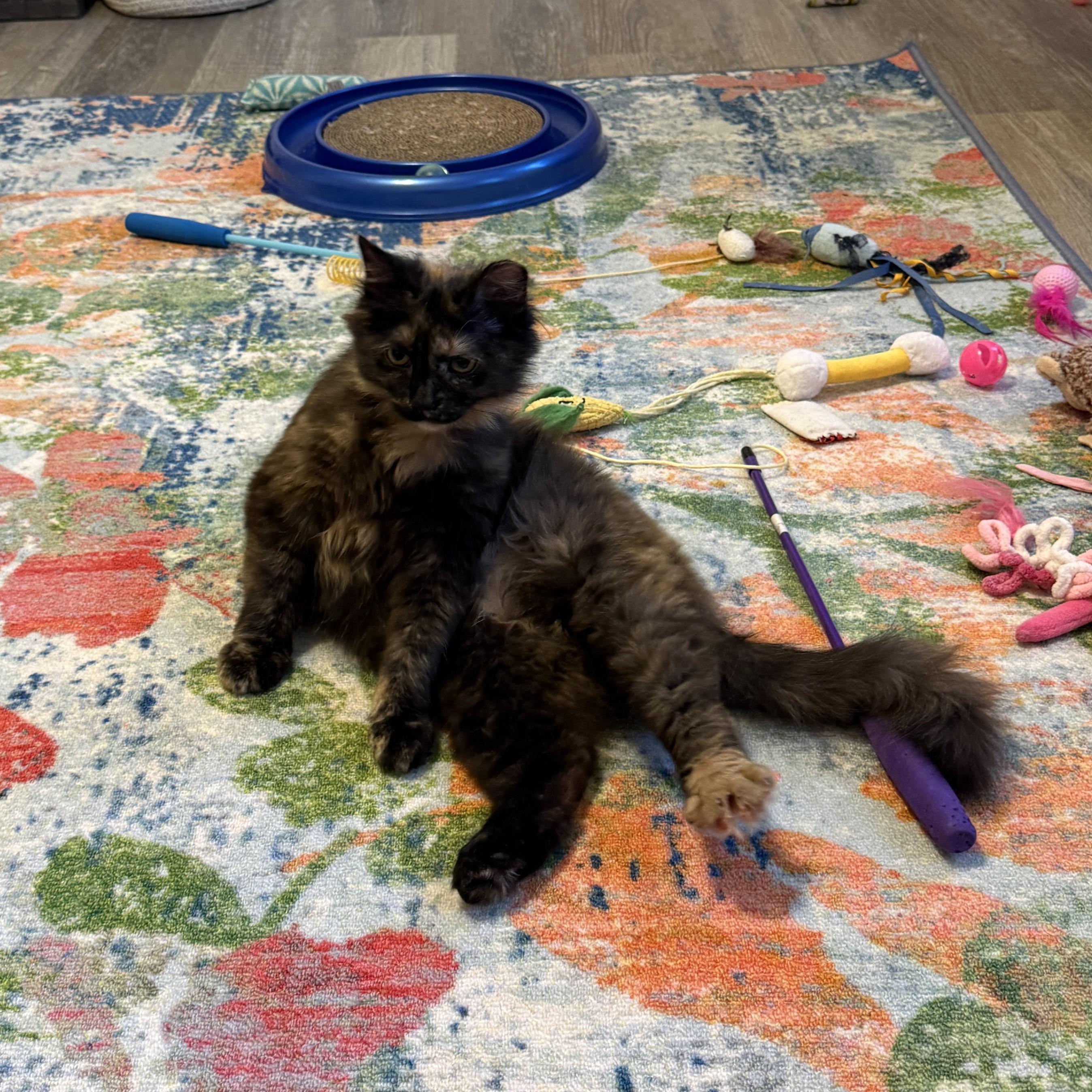 Enlarge Olivia, a ADOPTABLE Domestic Medium Hair in Leesburg, VA image 4/5