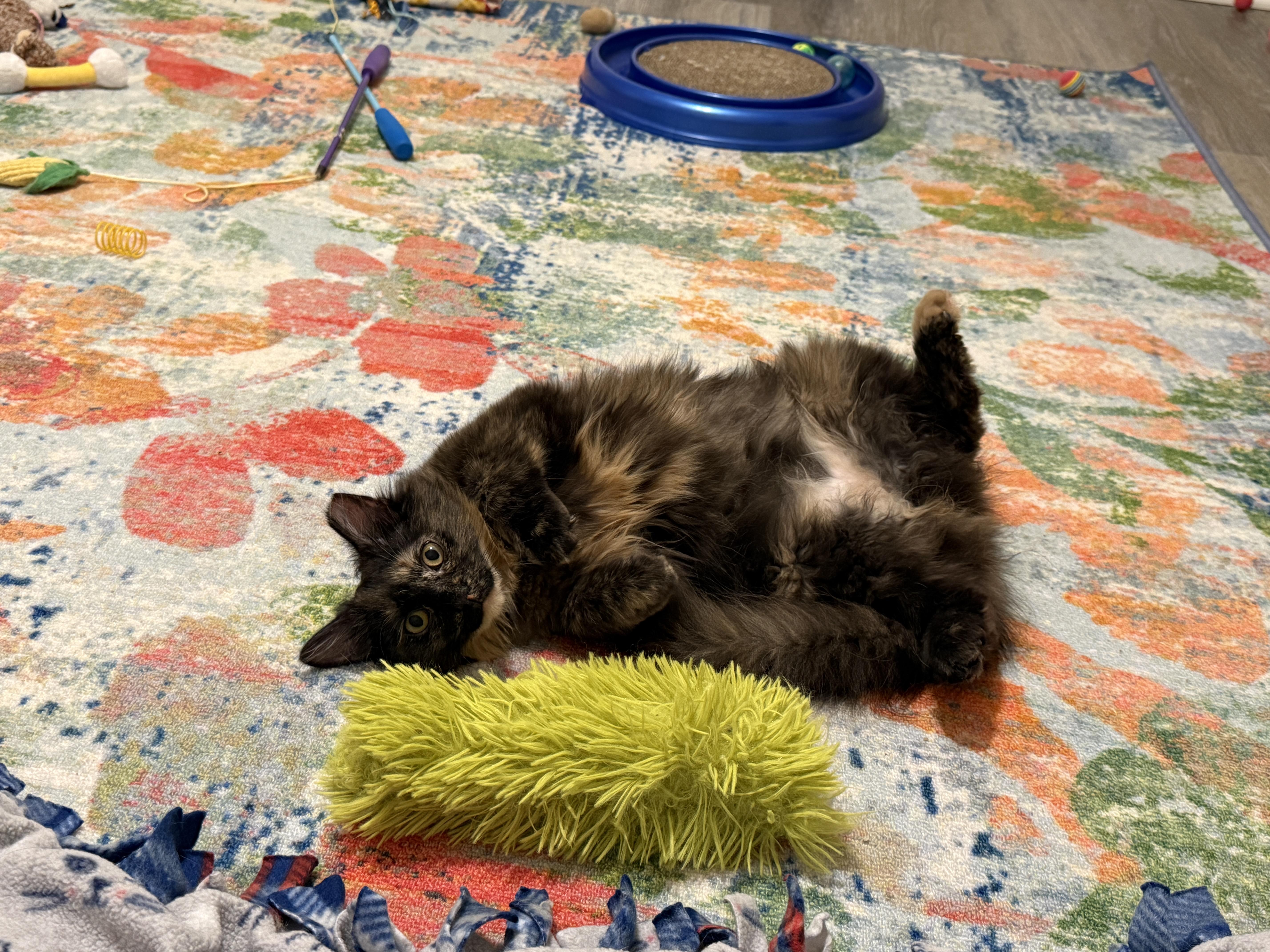Enlarge Olivia, a ADOPTABLE Domestic Medium Hair in Leesburg, VA image 3/5
