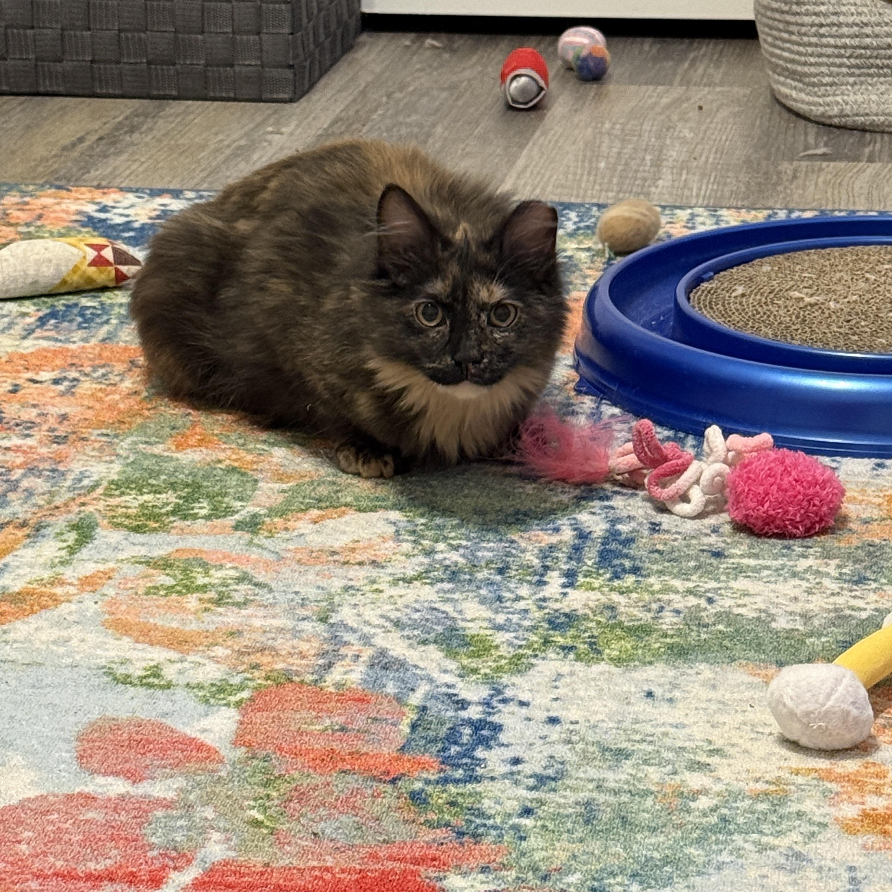 Enlarge Olivia, a ADOPTABLE Domestic Medium Hair in Leesburg, VA image 2/5