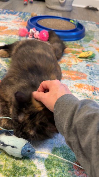 Enlarge Olivia, a ADOPTABLE Domestic Medium Hair in Leesburg, VA video 5/5