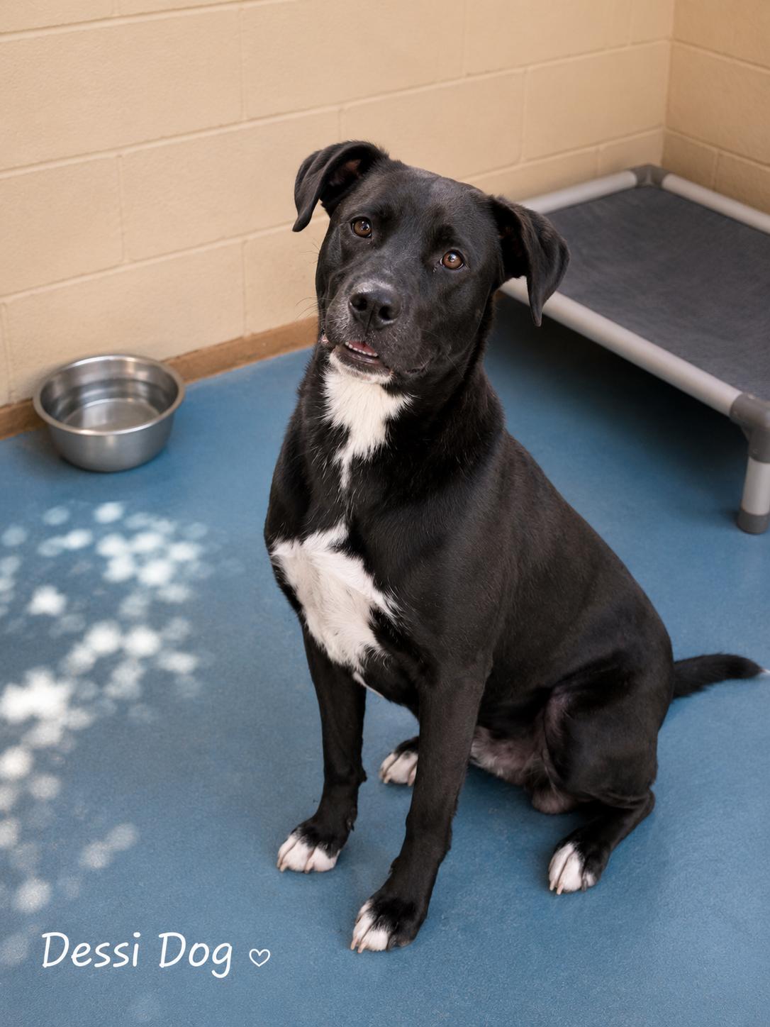 Dessi Dog, ADOPTABLE, Adult Male Black Labrador Retriever.