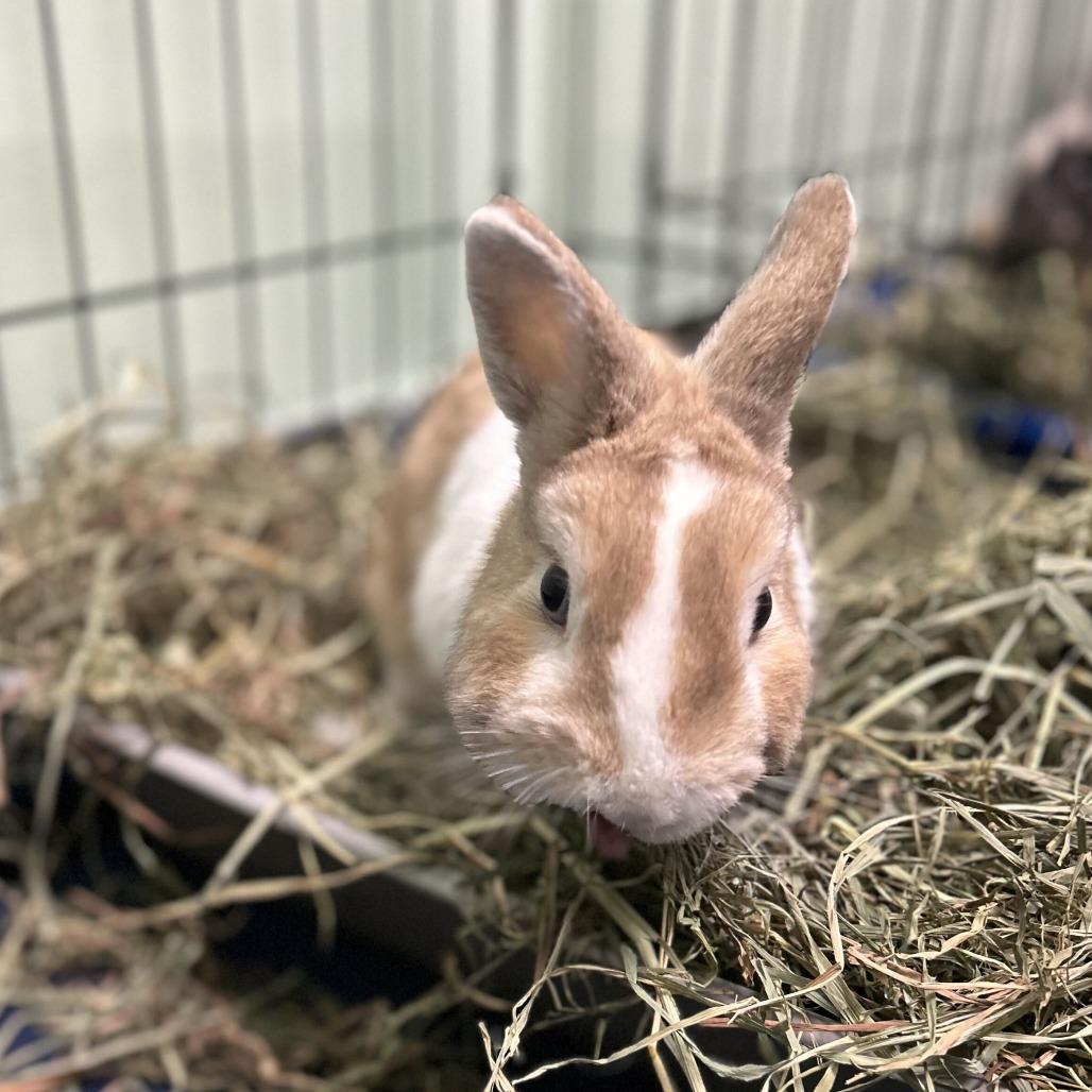 Enlarge Chip, a Adoptable Netherland Dwarf in Davenport, IA image 1/3