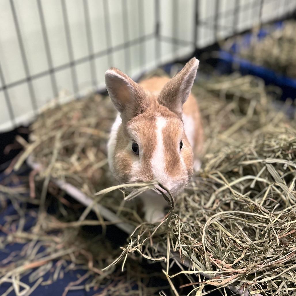 Enlarge Chip, a Adoptable Netherland Dwarf in Davenport, IA image 2/3