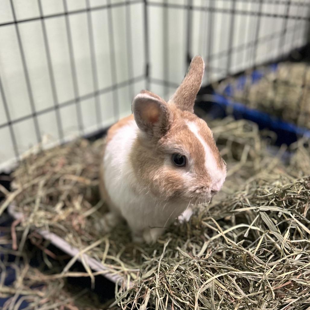 Enlarge Chip, a Adoptable Netherland Dwarf in Davenport, IA image 3/3