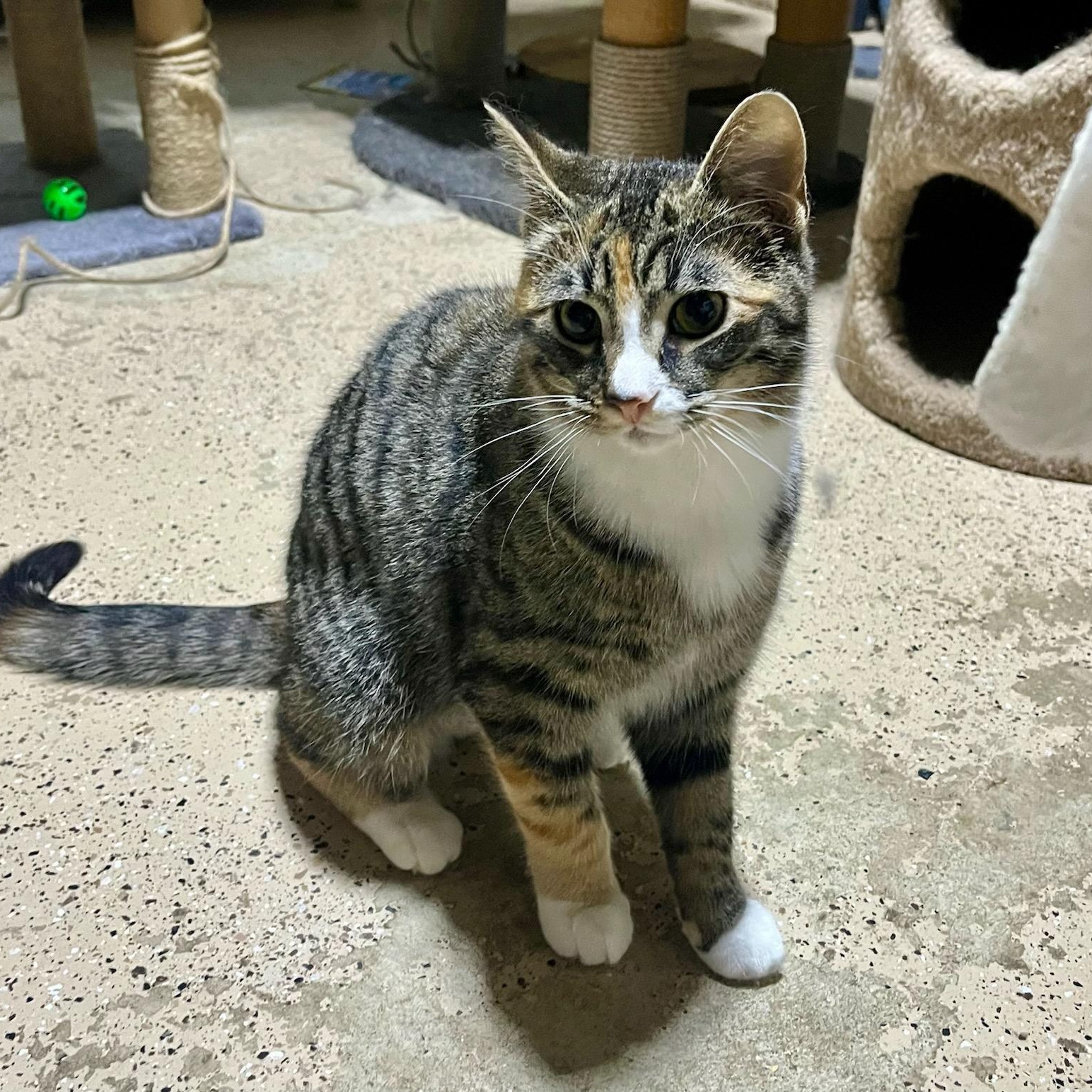 Socks, a ADOPTABLE mixed breed in Hamilton, ON image 3/6