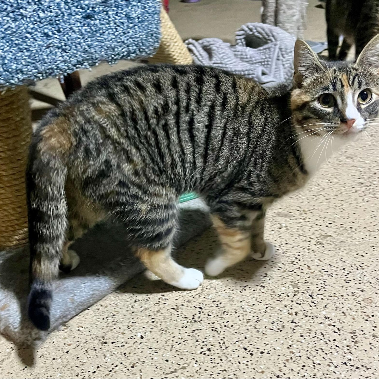 Socks, a ADOPTABLE mixed breed in Hamilton, ON image 4/6