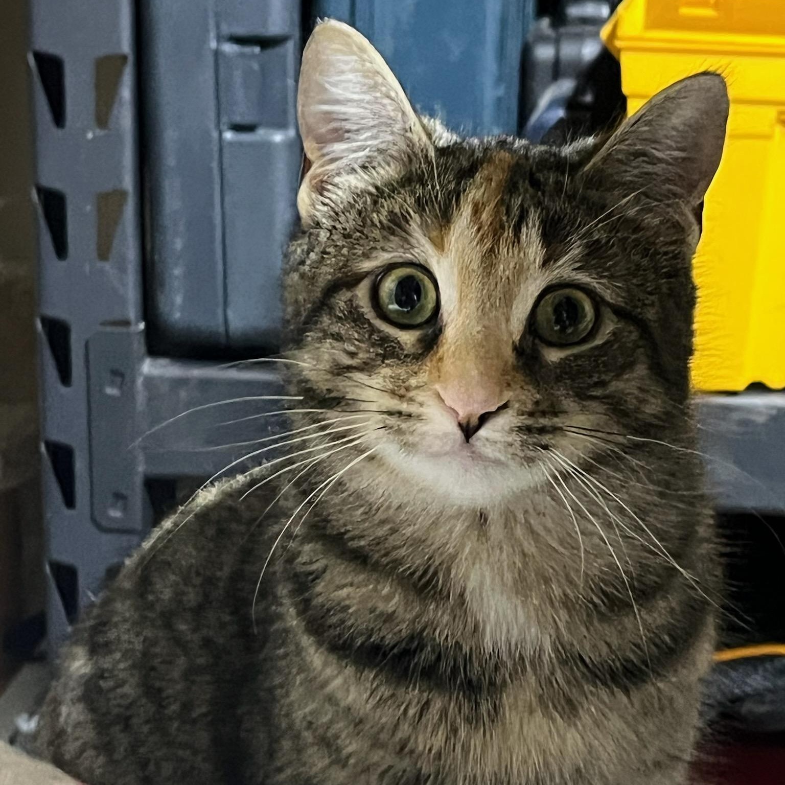 Socks, a ADOPTABLE mixed breed in Hamilton, ON image 5/6