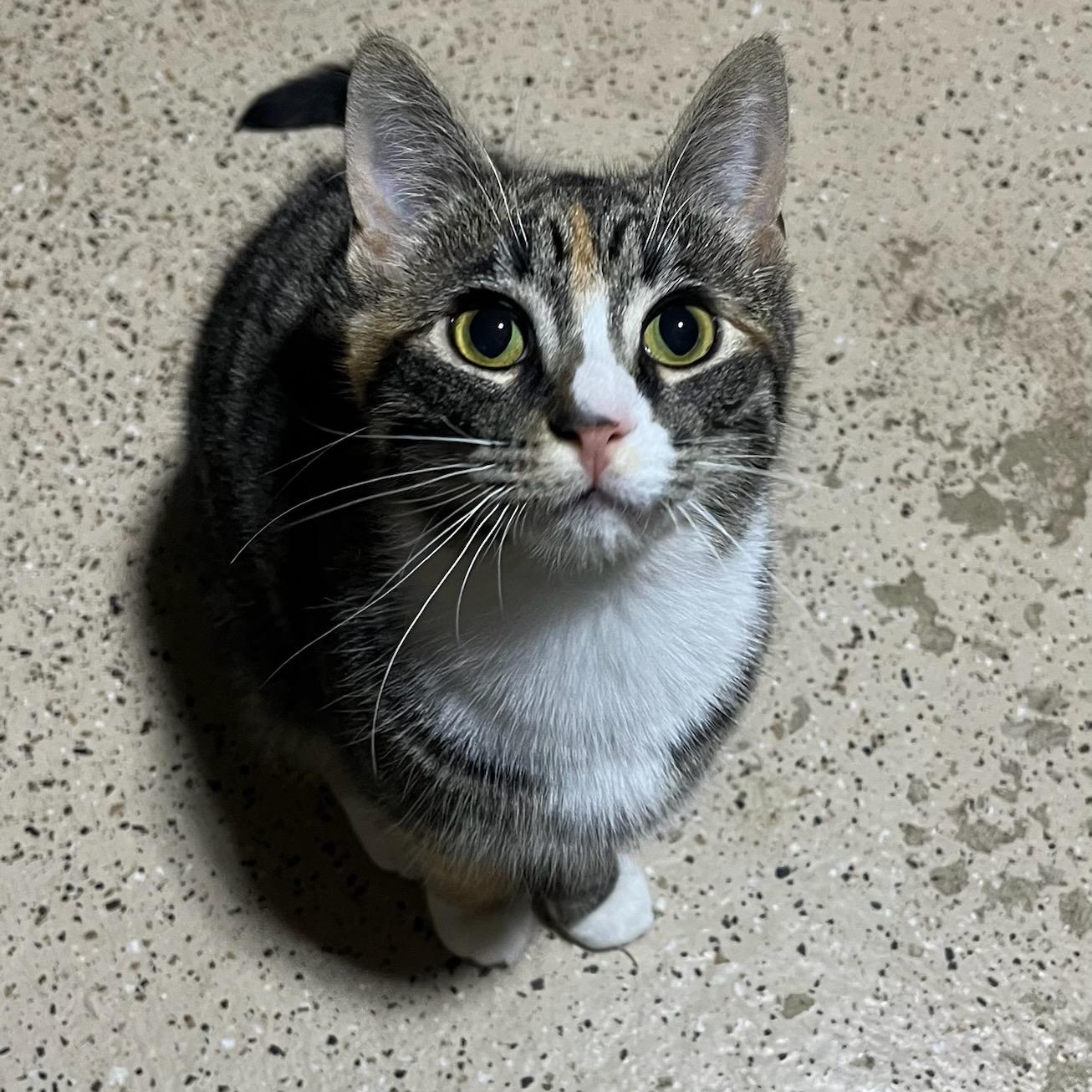 Socks, a ADOPTABLE mixed breed in Hamilton, ON image 1/6