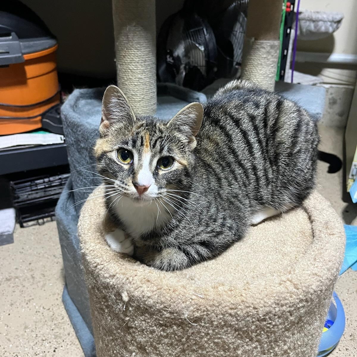 Socks, a ADOPTABLE mixed breed in Hamilton, ON image 2/6