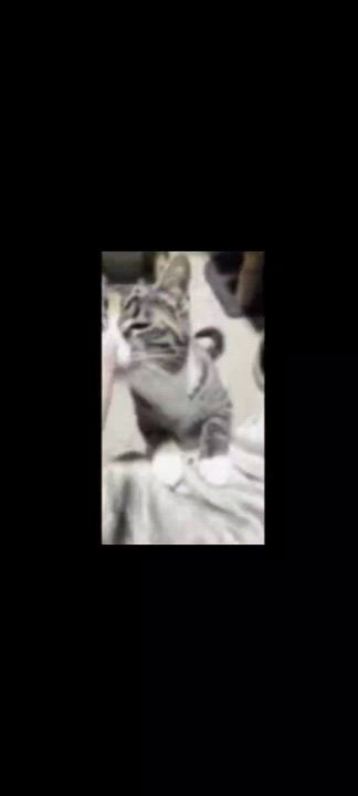 Enlarge Socks, a ADOPTABLE mixed breed in Hamilton, ON video 6/6