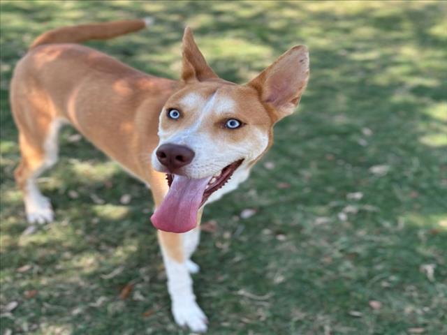 BROOMSTICK, Adoptable, Young Male Siberian Husky & Mixed Breed.
