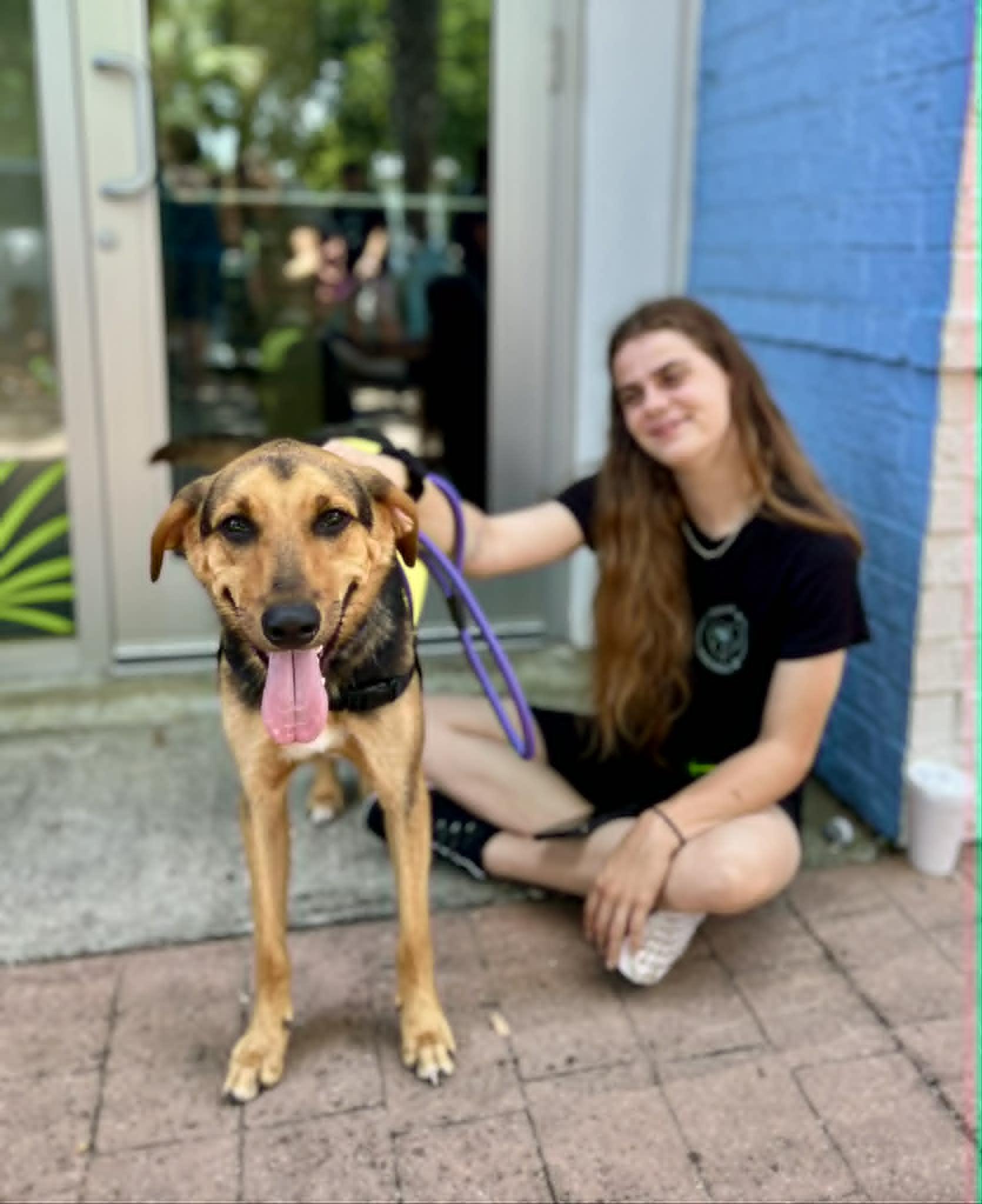 Enlarge Dunkin, a Adoptable mixed breed in Brattleboro, VT image 6/6
