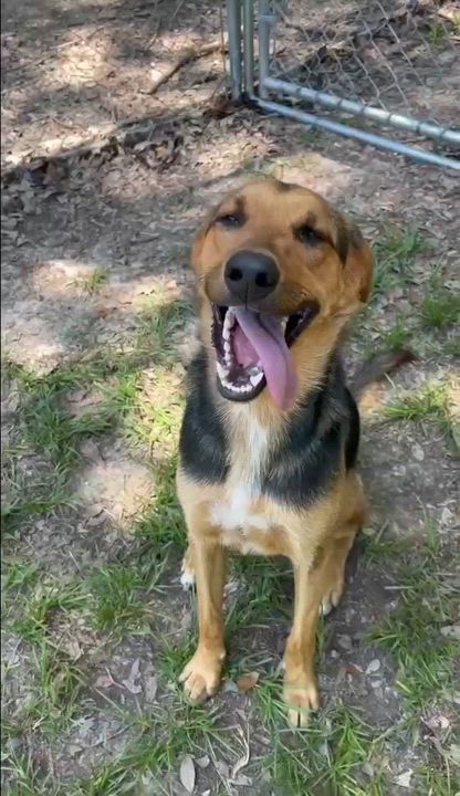 Enlarge Dunkin, a Adoptable mixed breed in Brattleboro, VT video 4/6