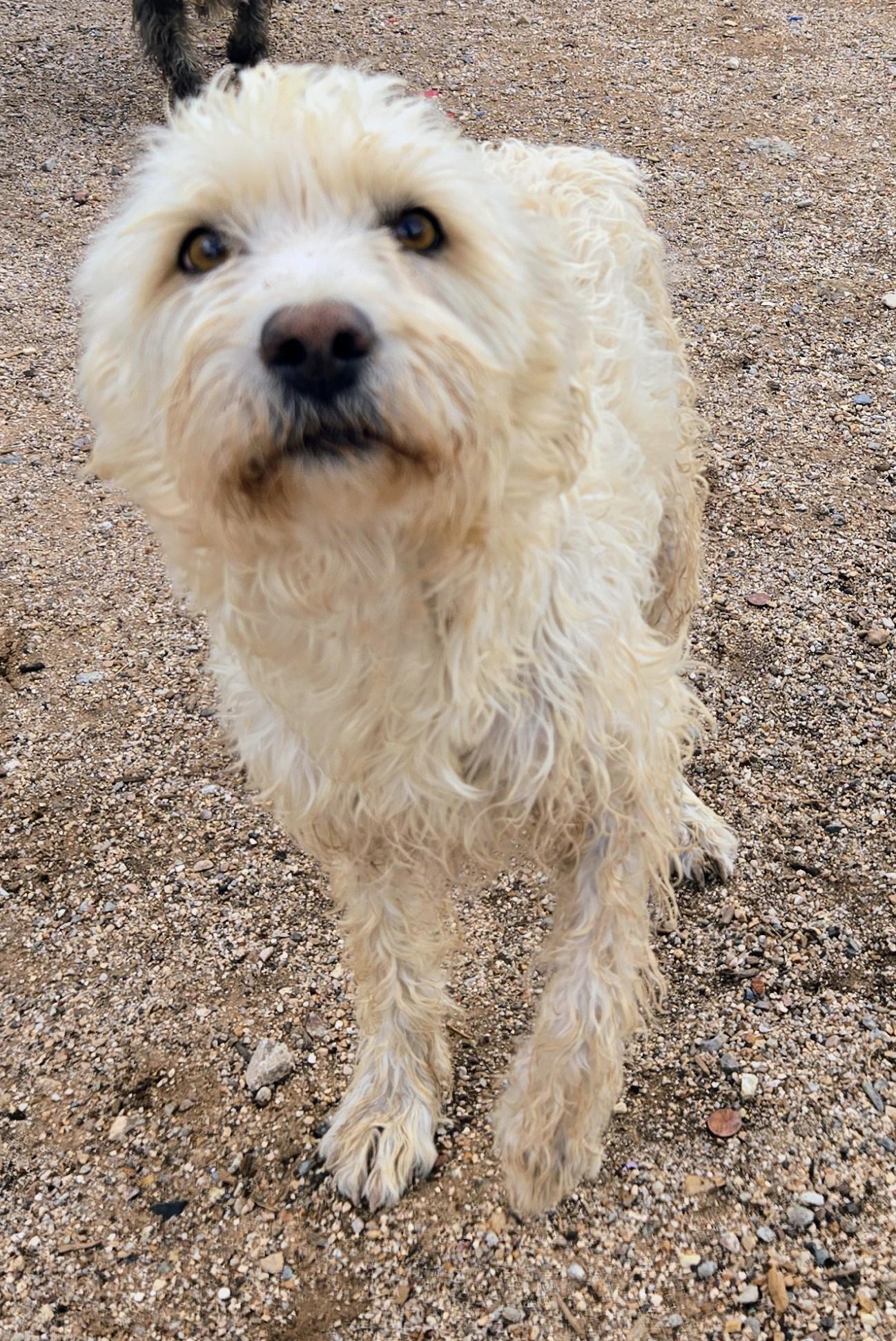 Enlarge Blanca, a ADOPTABLE mixed breed in Saint David, AZ image 3/5
