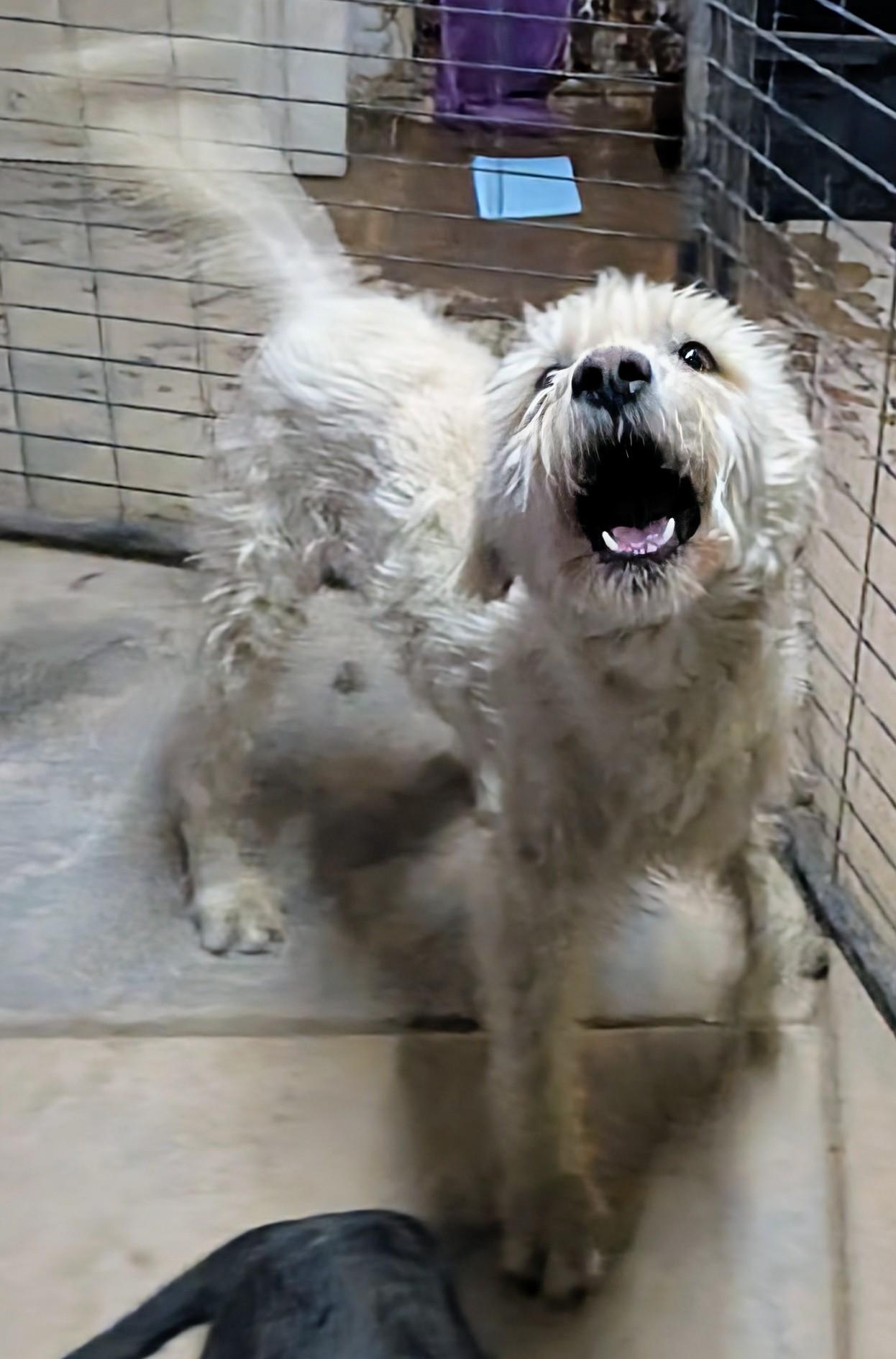 Blanca, a ADOPTABLE mixed breed in Saint David, AZ image 2/5