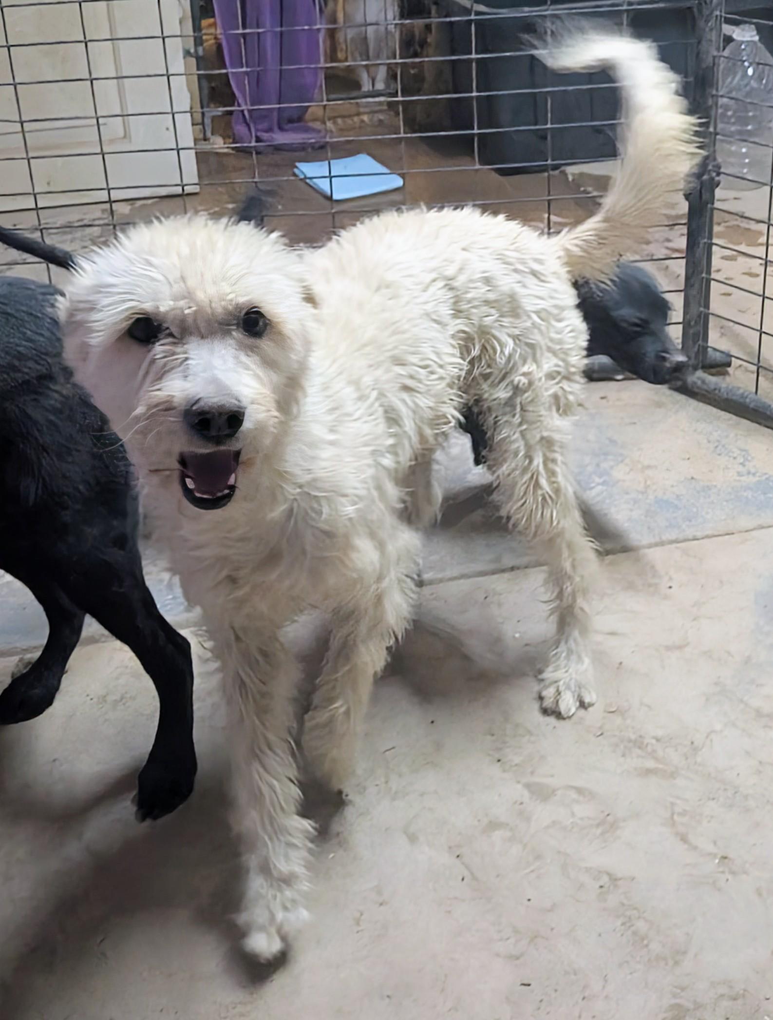 Blanca, a ADOPTABLE mixed breed in Saint David, AZ image 3/5